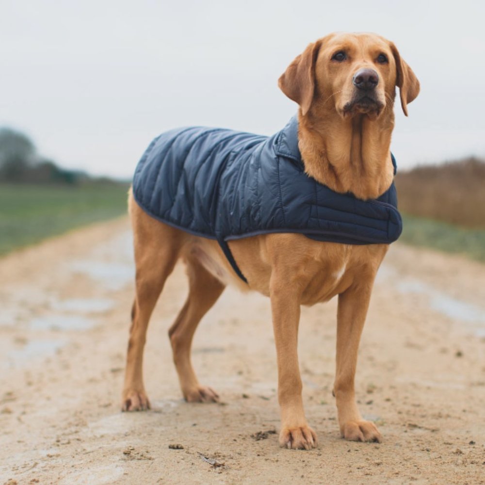 Barbour Baffle Quilt Dog Coat in Navy  MSRP$80 Lightweight & Waterproof